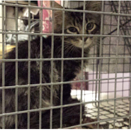 A Rally Cat Lookalike Is in Custody — Could It Be the One?