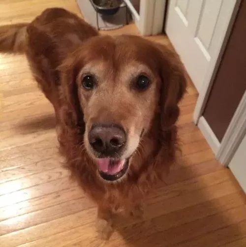 golden retriever buddy owner turns in great dane accused of killing golden retriever in wentzville park golden retriever buddy owner turns in great dane accused of killing golden retriever in wentzville park