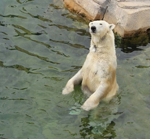 Everyone wants a polar bear at their zoo, it seems. - KANSAS CITY ZOO