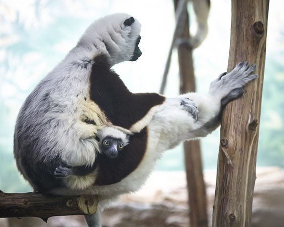 Out of Hibernation: 17 Beautiful Photos of Saint Louis Zoo Animals Basking in the Sun | News Blog