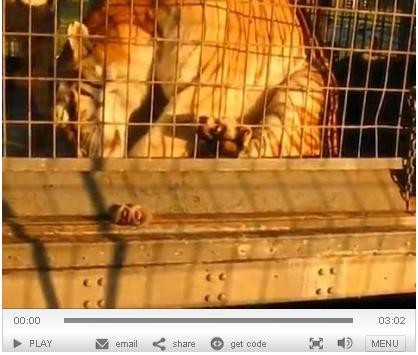 St. Louis County has now seen proof that the tiger whose paw got stuck in his cage earlier this month has been checked out by a vet.