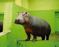View images of animals in zoos at a powerful new exhibit, opening Friday at the Sheldon Art Galleries.
