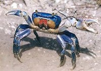 blue_land_crab.JPG