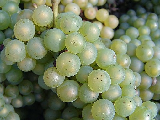 A close-up of chardonnay grapes. - DAN RANDOM, WIKIMEDIA COMMONS