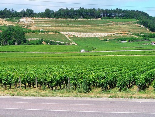 A vineyard in the C&ocirc;tes de Nuits