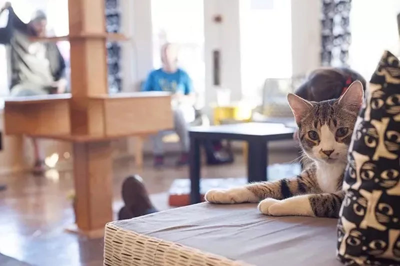 10 Times Mauhaus Cat Cafe  Was the Cutest Thing on the 