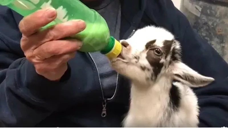 You could get this little guy! - SCREENGRAB FROM LONGMEADOW RESCUE RANCH