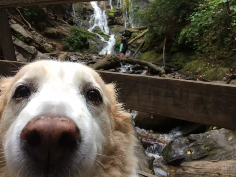 The author's dog, who is very good. - DANIEL HILL