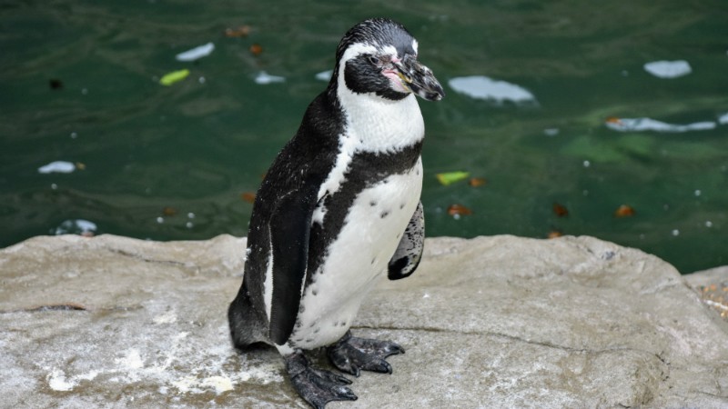 The Saint Louis Zoo is planning to come out of hibernation in June. - DOYLE MURPHY