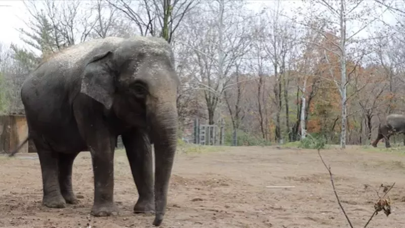 Lookin' good, Rani. - SCREENGRAB FROM THIS SAINT LOUIS ZOO VIDEO / YOUTUBE