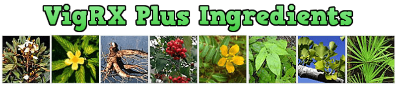vigrx-plus-ingredients-list.png