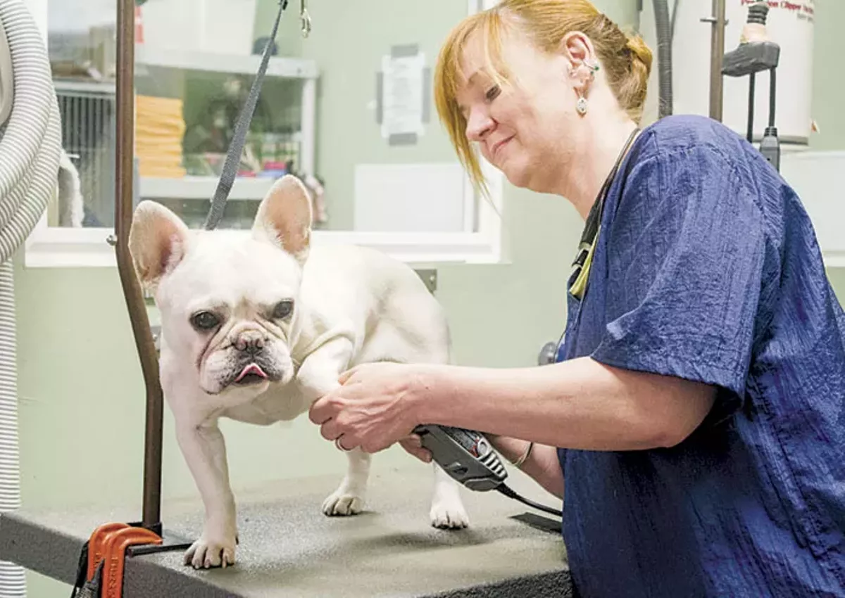 best pet groomer