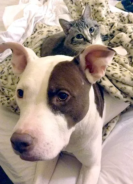 Florissant threatened to euthanize Mandi Kay Sullivan's dog Dexter. - COURTESY OF MANDI KAY SULLIVAN