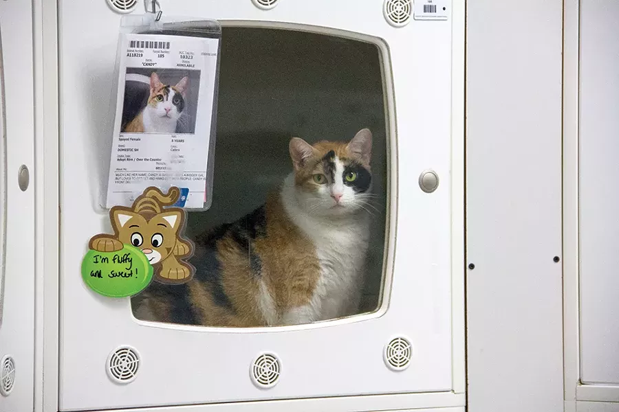 After a scandal over euthanasia statistics, the shelter has halted its controversial "ORE" policy. - DANNY WICENTOWSKI