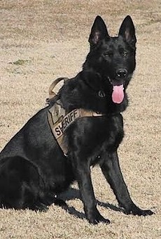 Vico, a K9 unit with the Jefferson County Sheriff's Office.
