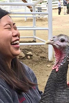 Cuddle a Turkey This Thanksgiving Instead of Eating One, the Gentle Barn Says