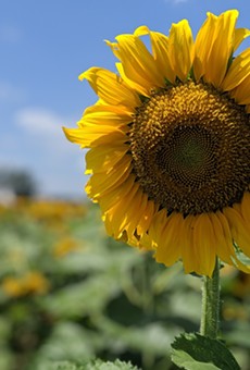 Sunflowers are in bloom over at Eckert's Farm in Belleville, Illinois.