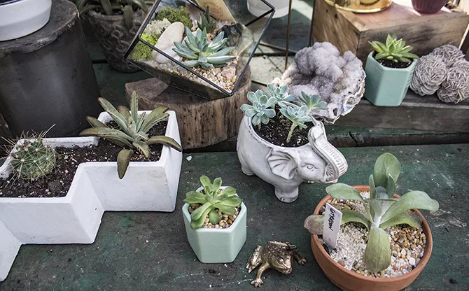 Flowers & Weeds: a garden store that keeps Cherokee Street blooming. - SARA BANNOURA