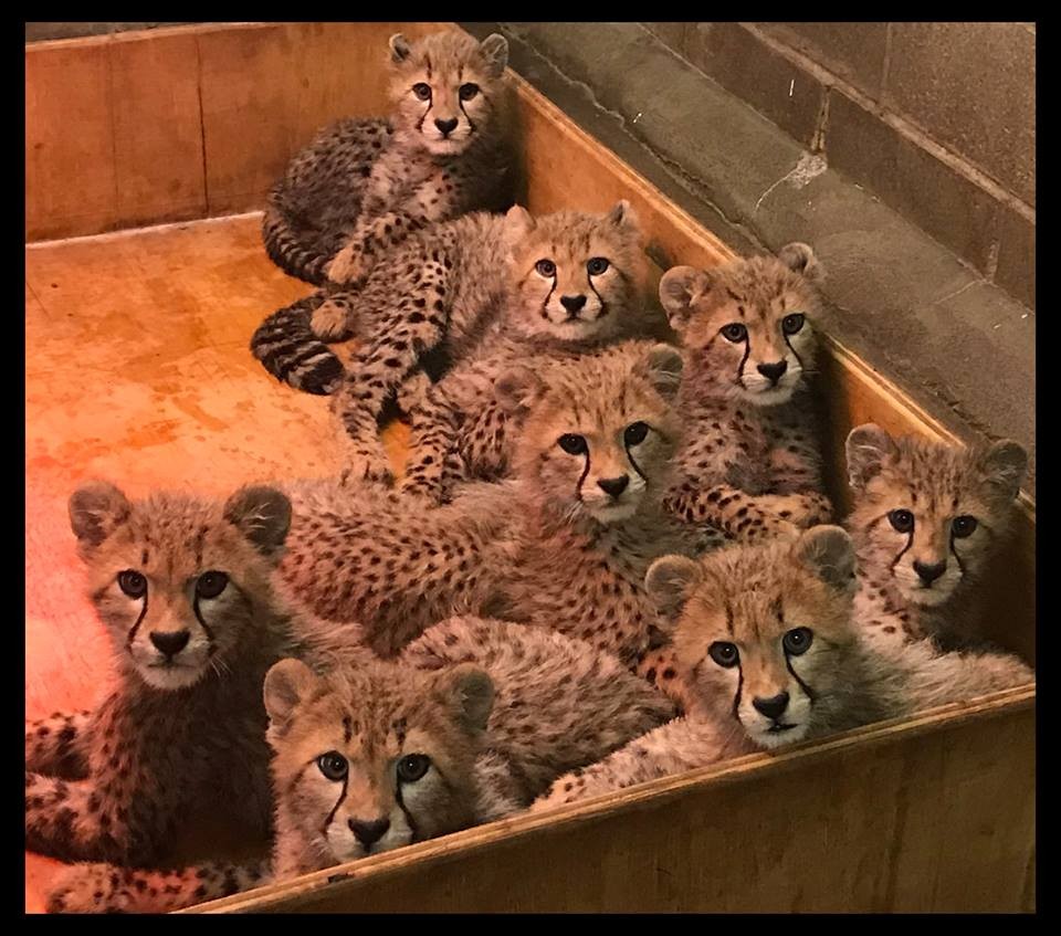Pretty Kitties Celebrate #NationalSiblingDay at the St. Louis Zoo | Arts Blog
