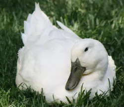 Photos St Louis Family Of Eight Ducks Looking For Help On