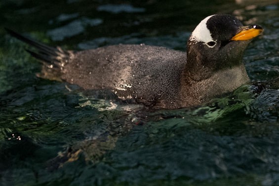 Saint Louis Zoo Penguin and Puffin Coast: Last Look at Exhibit Until 2015 (PHOTOS) | Page 3 ...