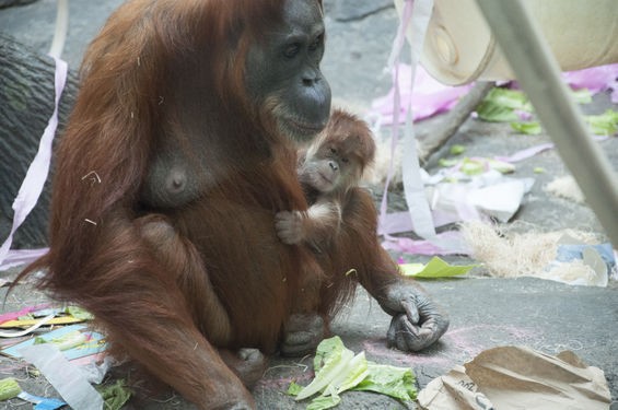 orangutanbabycute_micahusher.jpg
