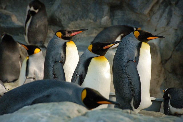 Penguins & Puffins Are Live via Webcam While St. Louis Zoo Builds Polar Bear Habitat | News Blog