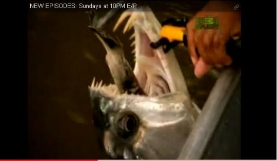 Good God, Myrtle! It's an cannibal piranha! - COURTESY OF ANIMAL PLANET