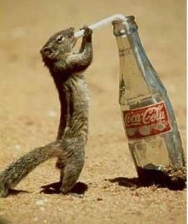 Stressed-out mice find that nothing is as good as Coke, er, coke. - IMAGE VIA
