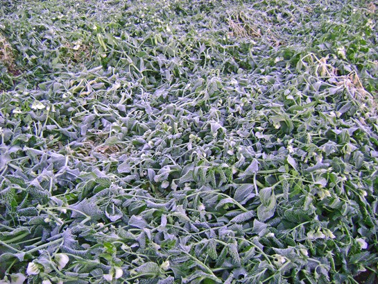 A field of frozen peas, as far as the eye can see (Mexico, January 2013). - IMAGE COURTESY OF DIERBERGS