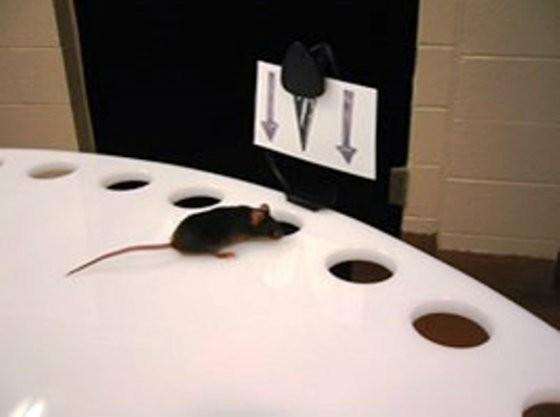 Mice did better on a series of tests after being given the green tea compound. - COURTESY OF THE UNIVERSITY OF MISSOURI.