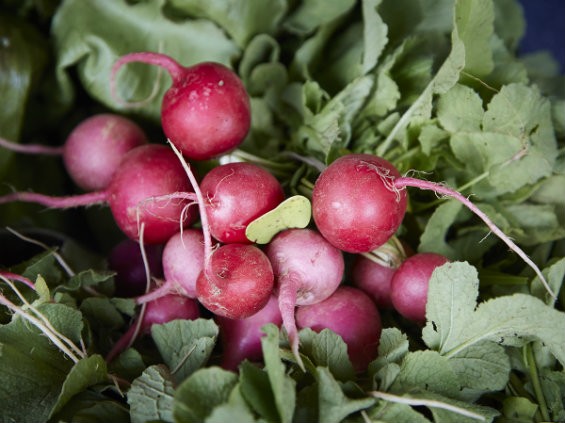 Radishes from the International Institute in St. Louis. - PHOTO BY STEVE TRUESDELL