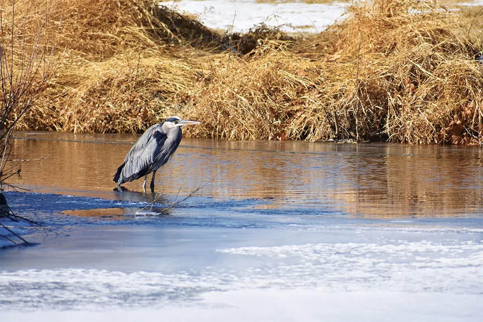Forest Park is one of several places in St. Louis for bird watchers. - DOYLE MURPHY