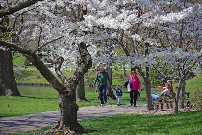 It S Peak Cherry Blossom Time In St Louis And Mobot Is Here For