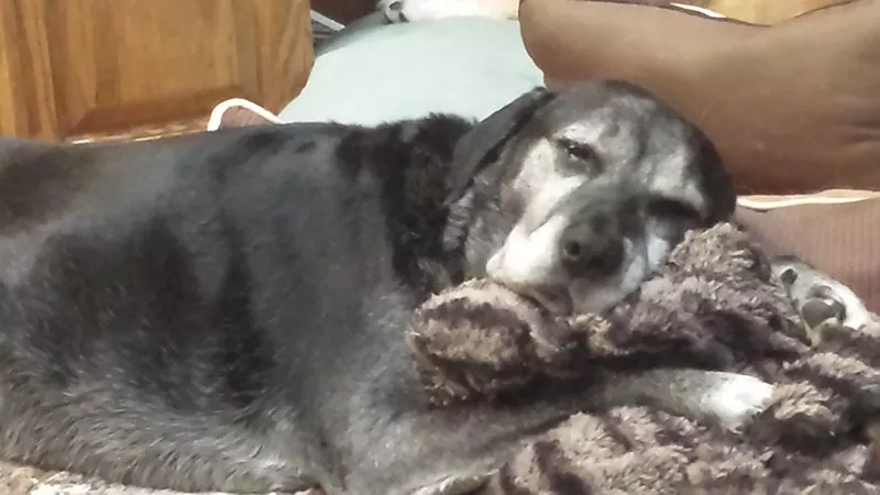 Karen Runk's dog, Jet. - COURTESY OF KAREN RUNK