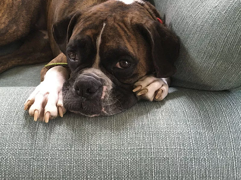 Former state Rep. Ron Hicks (R-O'Fallon) is the proud owner of a boxer, another dog often considered aggressive. - COURTESY OF RON HICKS