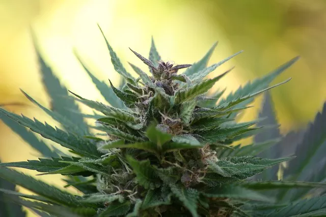 Buy weed online Kalgoorlie–Boulder