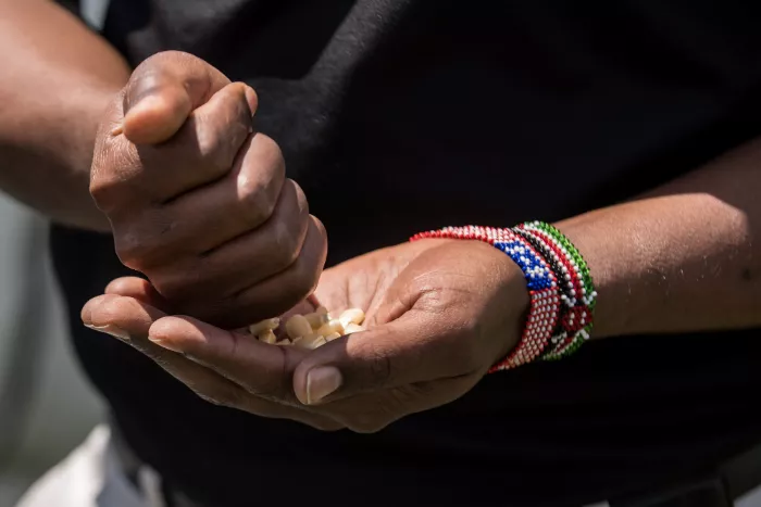 Soyiantet sifts corn seeds in his hands. - TRENTON ALMGREN-DAVIS