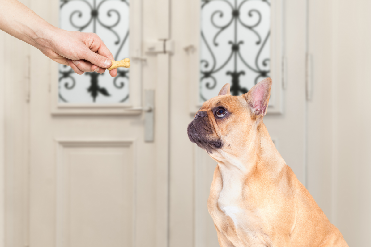 CBD Dog Treats: Best Brands To Buy Online - SPONSORED CONTENT | News Blog