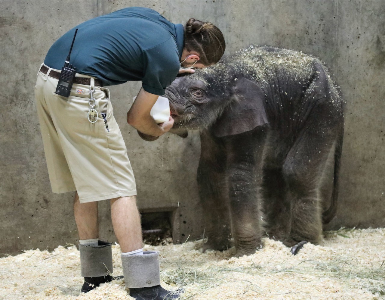 Rip Avi Baby Elephant Dies After 27 Days In Saint Louis Zoo News Blog