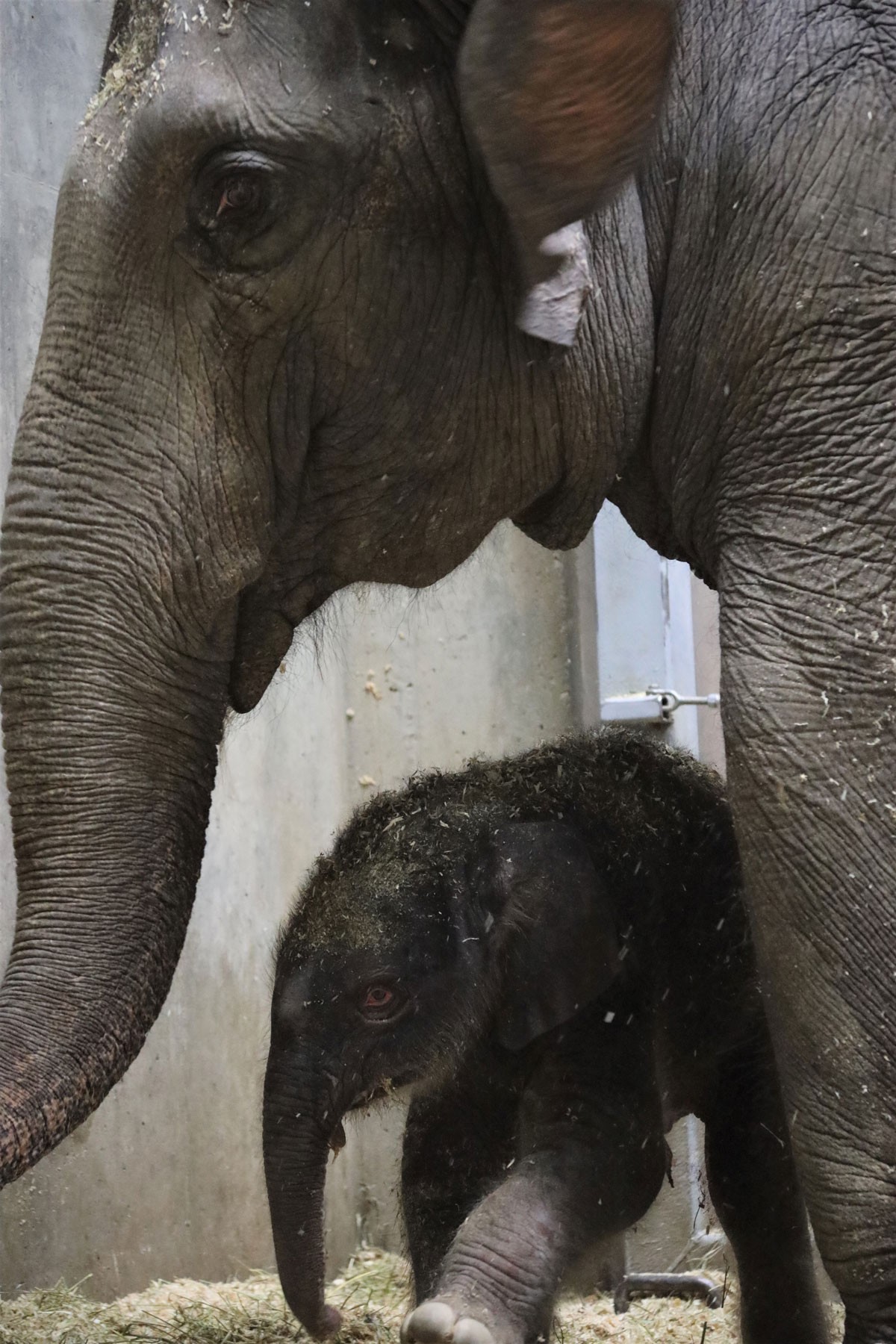 RIP Avi: Baby Elephant Dies After 27 Days in Saint Louis Zoo | News Blog