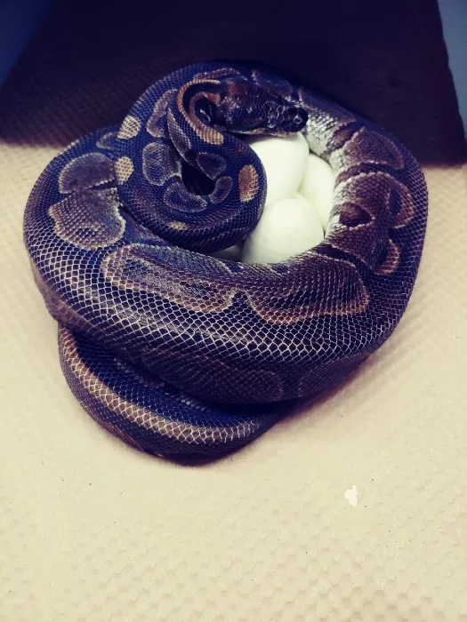 best zoo animal 2020 python 361003