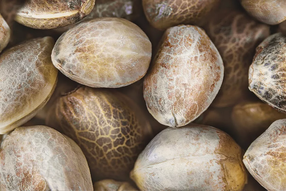 What Are Autoflowering Cannabis Seeds