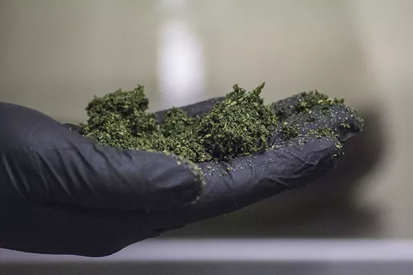 Cannabis plants at BeLeaf contain cannabidiol, or CBD, which contains only trace levels of THC. BeLeaf uses the plants to make CBD oil for patients suffering from seizures. - SARA BANNOURA