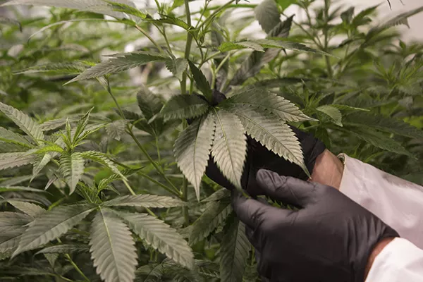 Human beings have been using cannabis for an estimated 18,000 years. - SARA BANNOURA