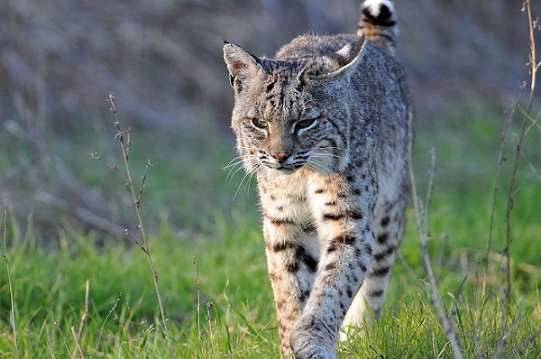 Bobcat Possibly Spotted in South St. Louis News Blog