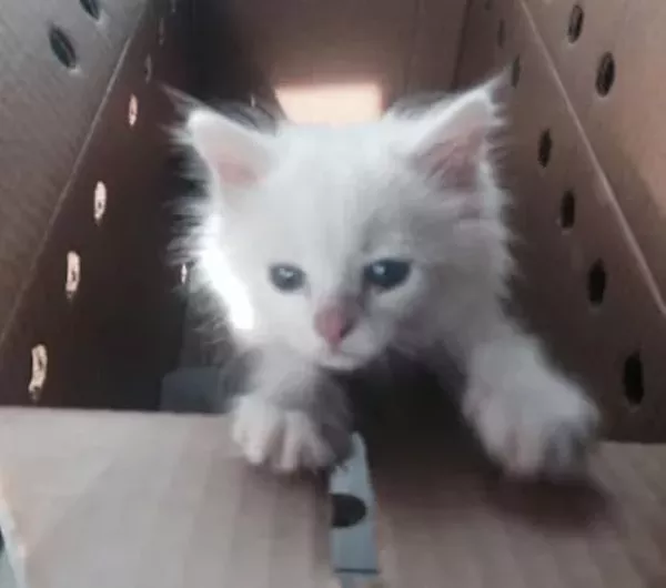 Kitten Thief Steals Returns Sick Cat To Jefferson County S