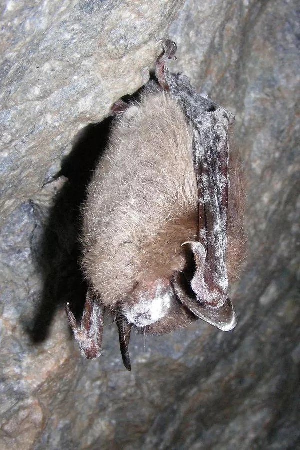 white nose syndrome in bats essay White-nose syndrome a disease known as white-nose syndrome is spreading through the world's bat colonies and killing off millions of animals in fact, in north america, it is has become so serious as to potentially cause local or national extinction of several bat species, including the lovable little brown bat [myotis lucifugus. white nose syndrome in bats essay White-nose syndrome a disease known as white-nose syndrome is spreading through the world's bat colonies and killing off millions of animals in fact, in north america, it is has become so serious as to potentially cause local or national extinction of several bat species, including the lovable little brown bat [myotis lucifugus.