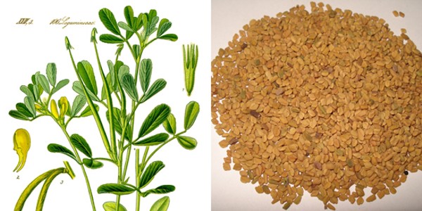Fenugreek: It's What Makes Your Breasts Better! | Food Blog