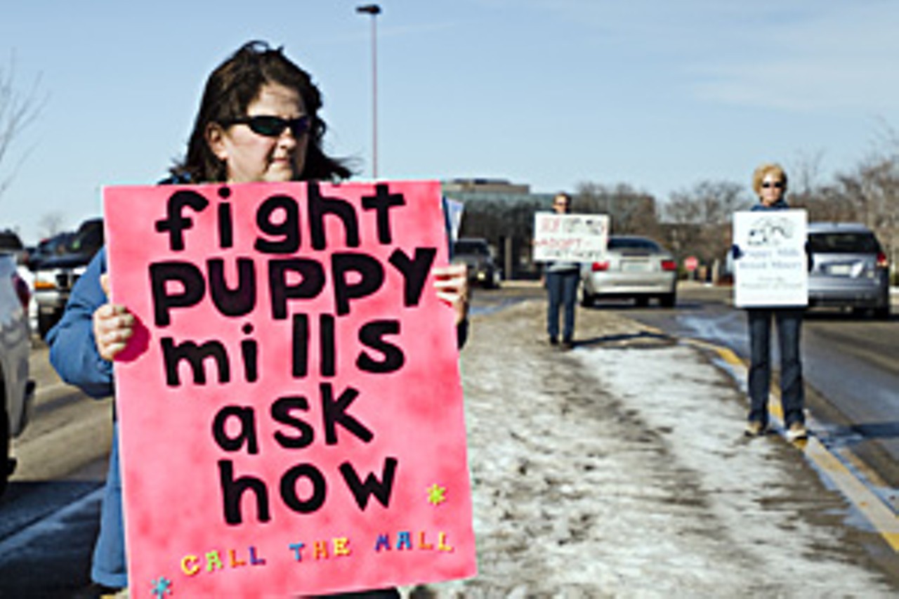 Pet Peeves: A Chesterfield pet store is dogged by accusations of selling mistreated puppies ...